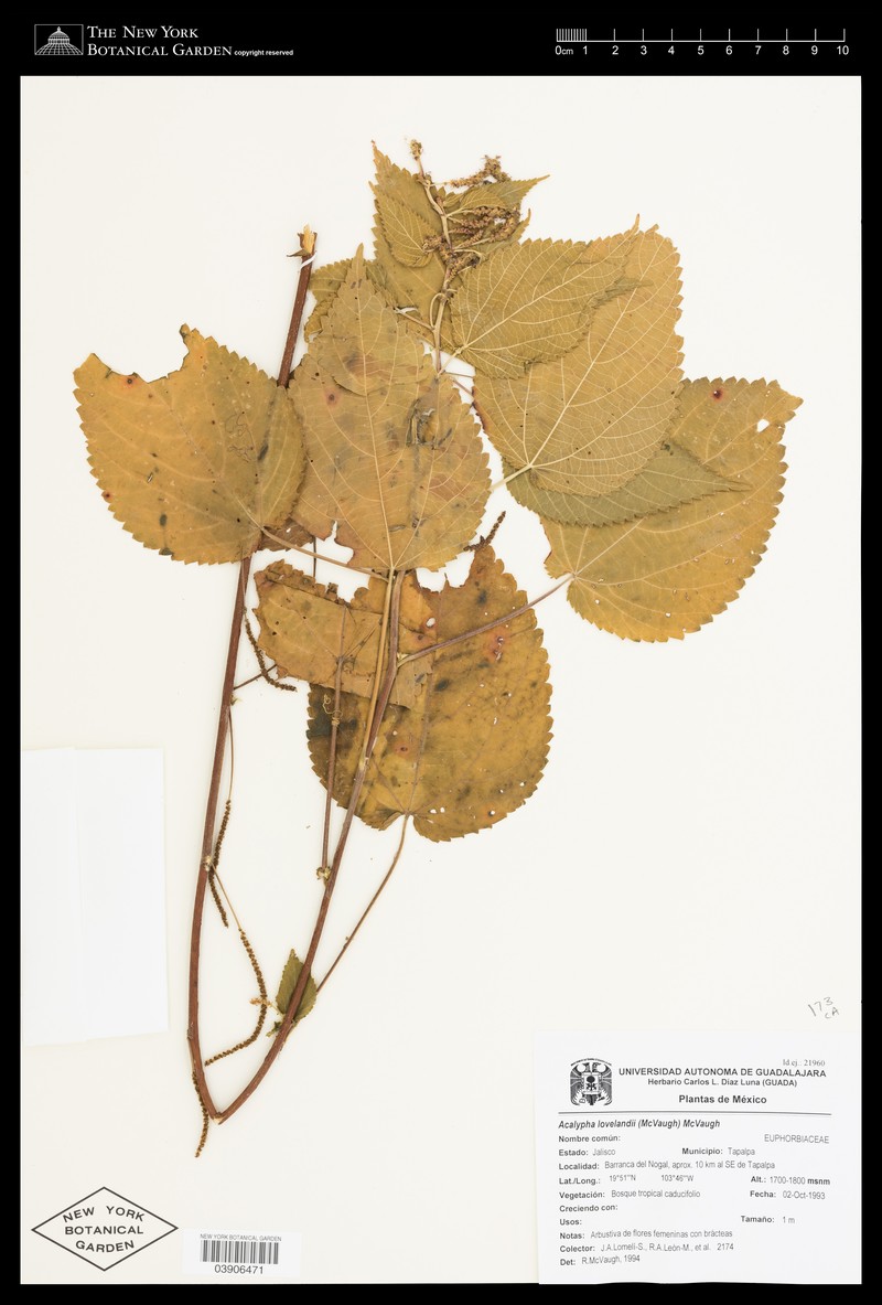 Acalypha lovelandii photo 4