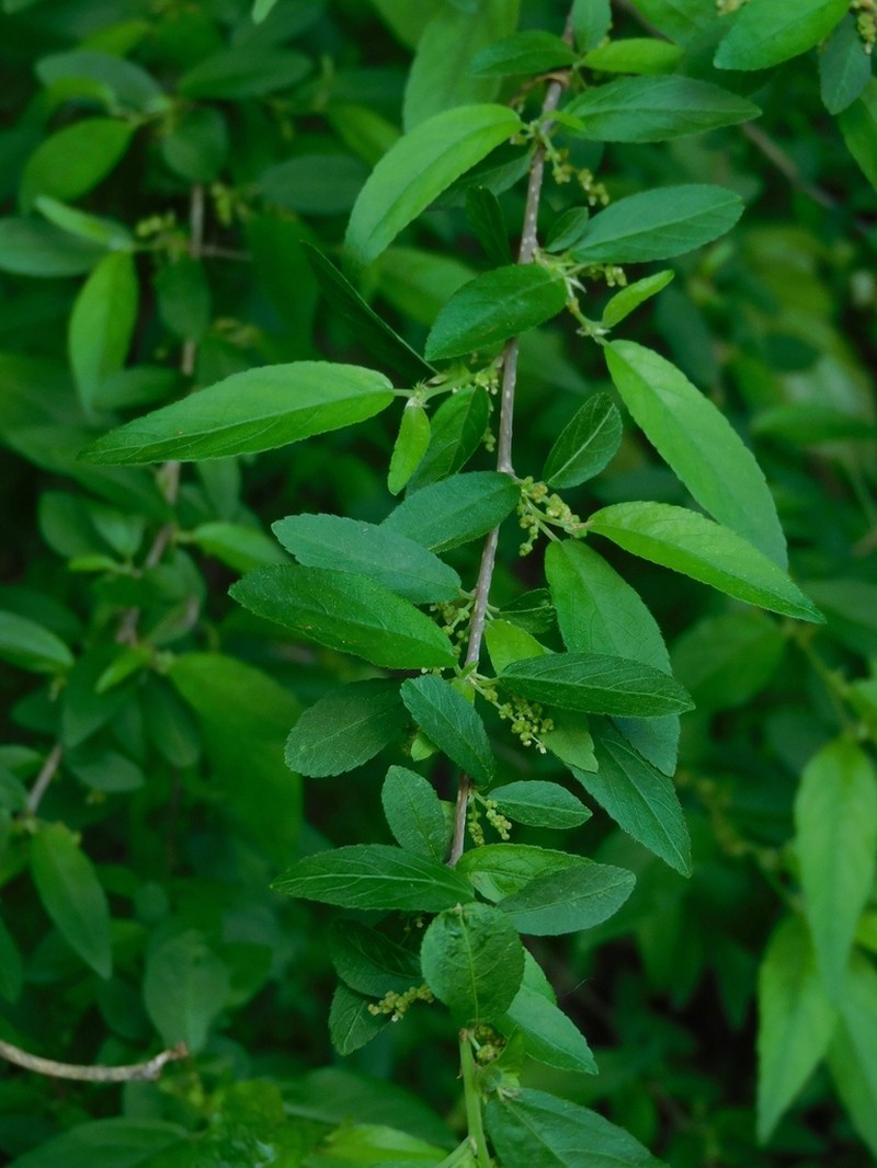 Acalypha lycioides