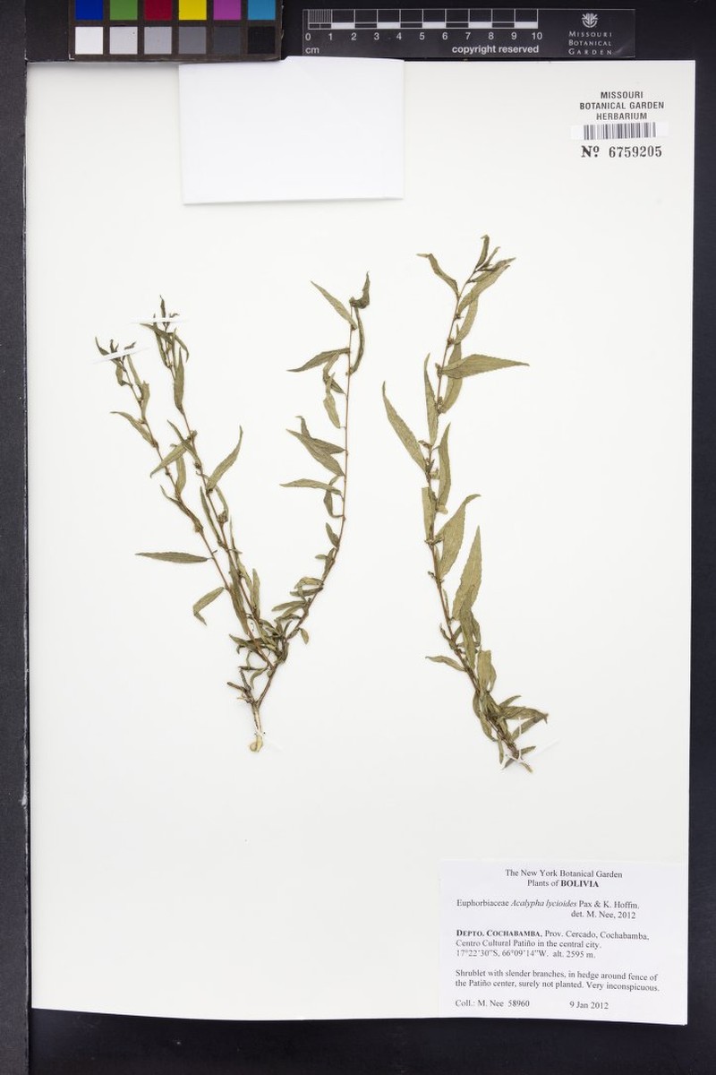 Acalypha lycioides photo 3