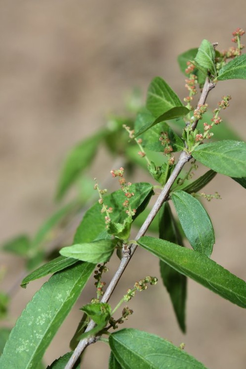 Acalypha lycioides photo 4