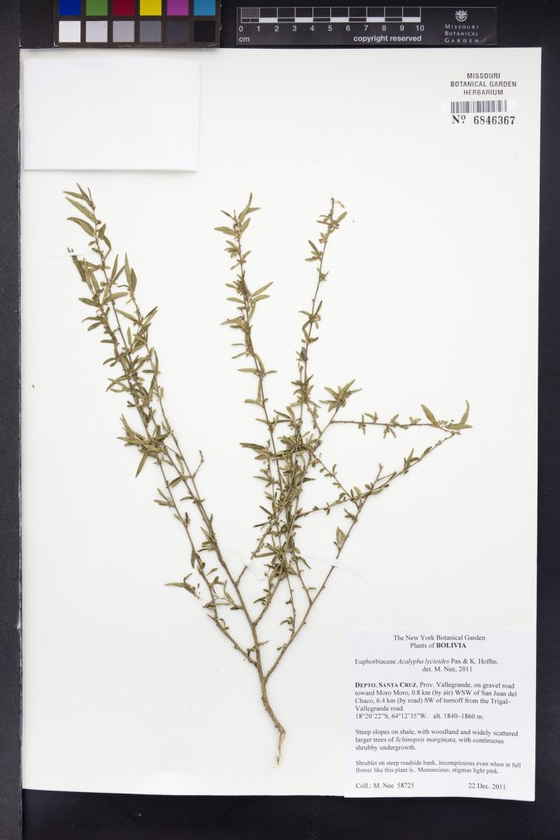 Acalypha lycioides photo 5
