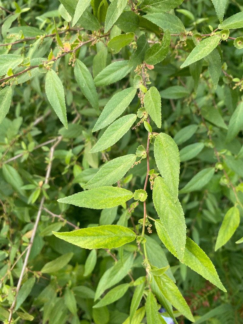 Acalypha lycioides photo 6