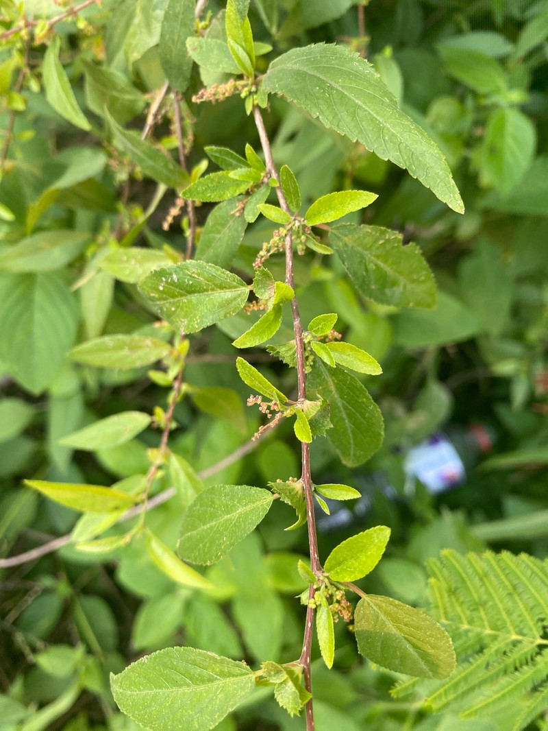 Acalypha lycioides photo 7