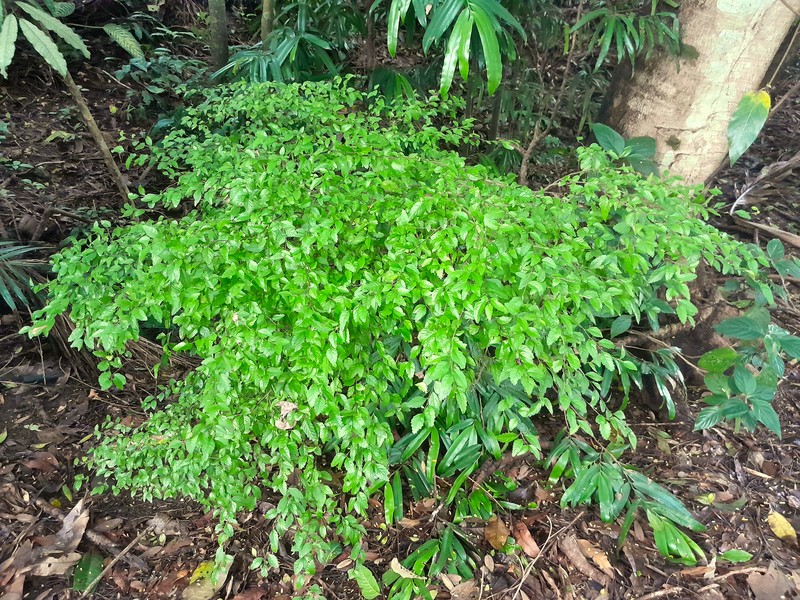 Acalypha lyonsii