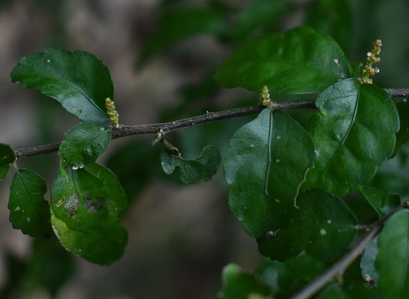 Acalypha lyonsii photo 2