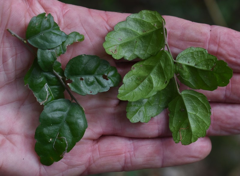 Acalypha lyonsii photo 3