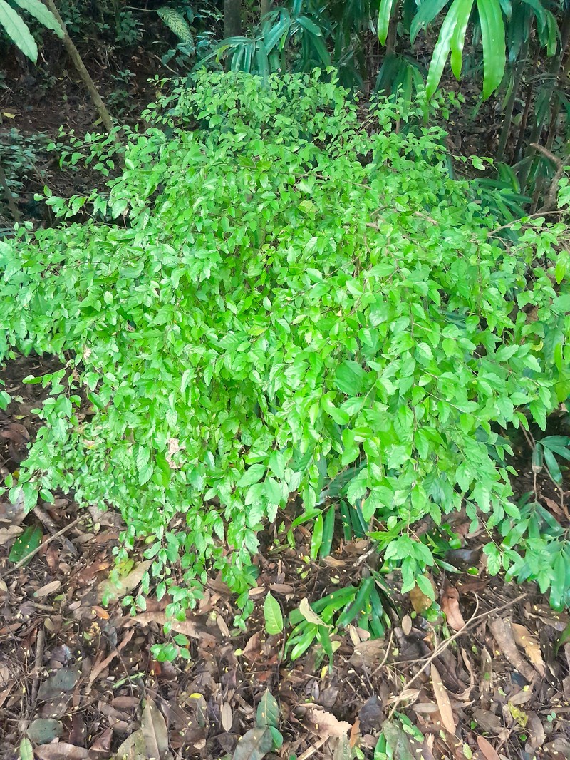 Acalypha lyonsii photo 4