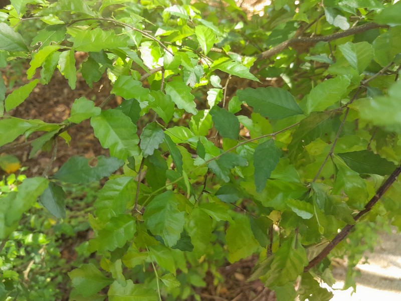 Acalypha lyonsii photo 5