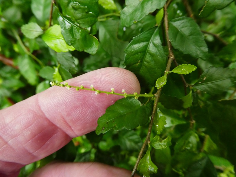 Acalypha lyonsii photo 6