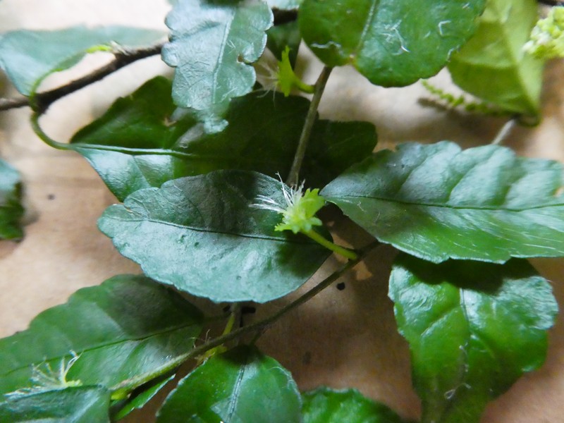 Acalypha lyonsii photo 7