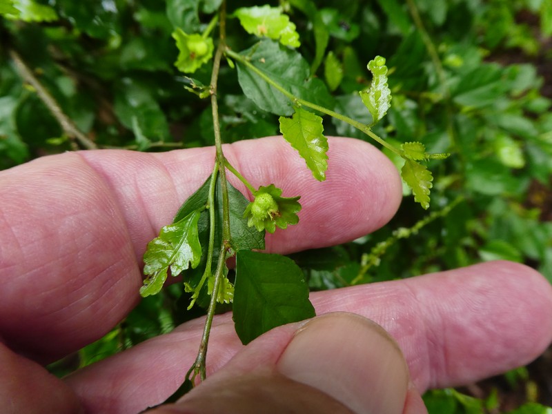 Acalypha lyonsii photo 8