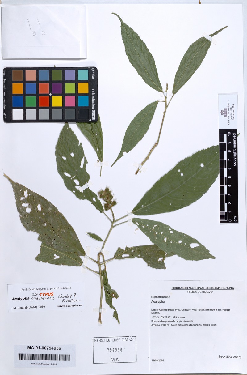 Acalypha machiensis