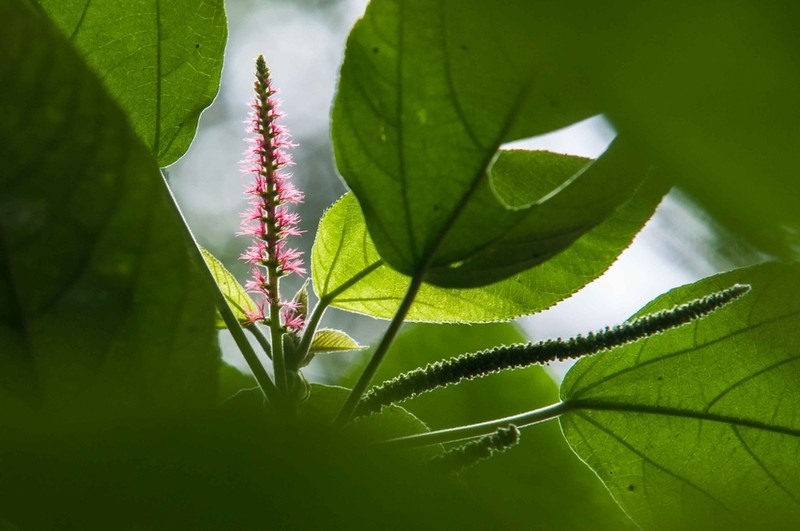 Acalypha macrostachya