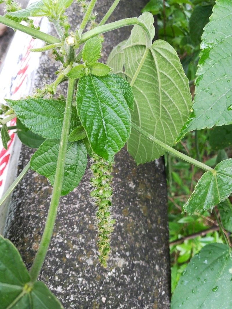 Acalypha macrostachya photo 2