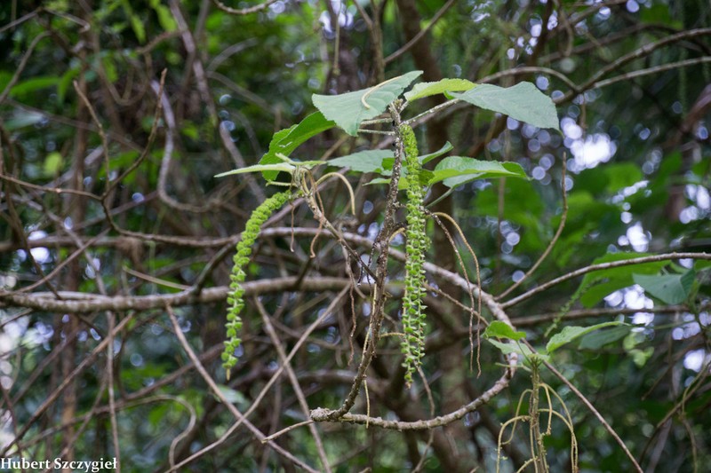 Acalypha macrostachya photo 3