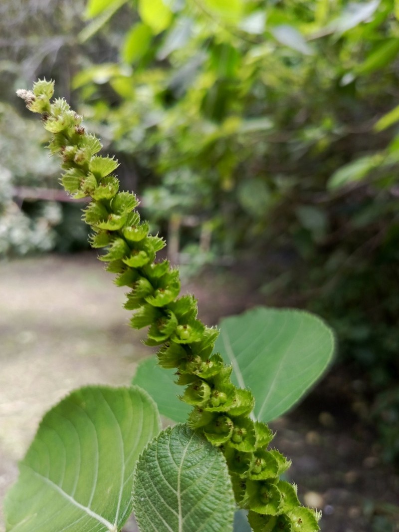 Acalypha macrostachya photo 4
