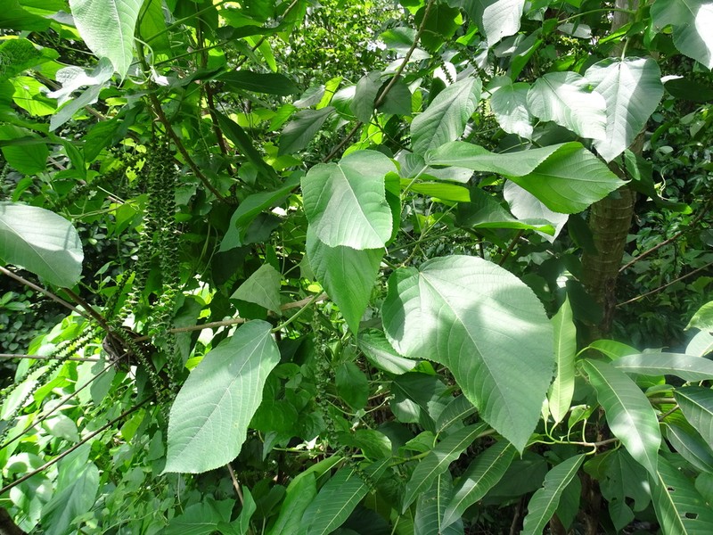 Acalypha macrostachya photo 5