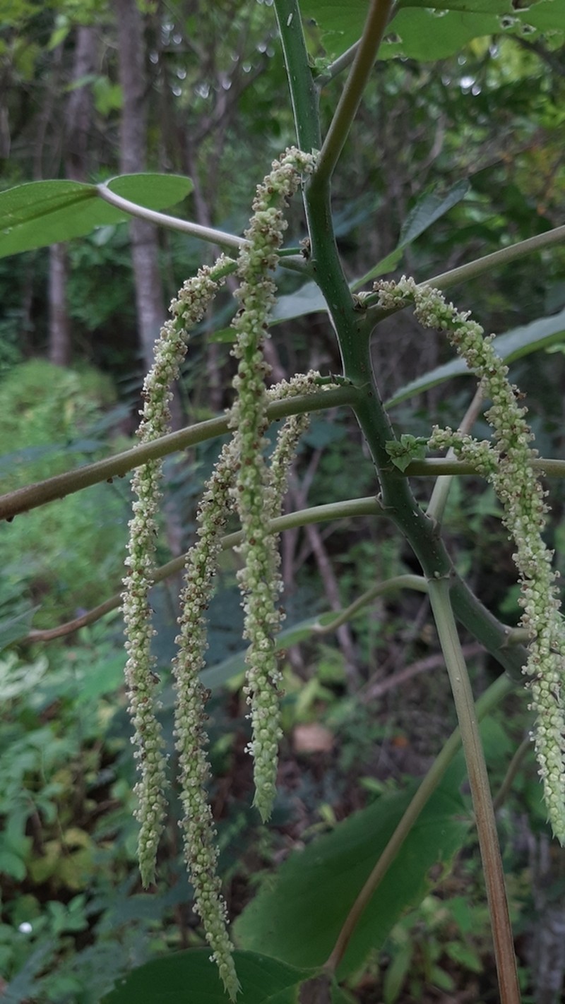 Acalypha macrostachya photo 6