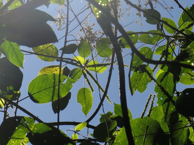 Acalypha macrostachya photo 7