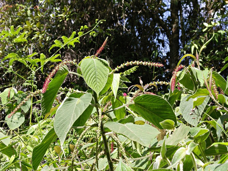 Acalypha macrostachya photo 8