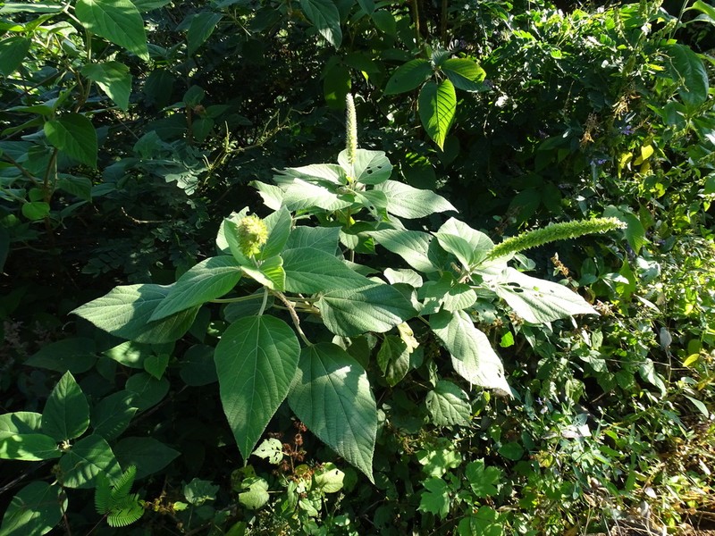Acalypha macrostachyoides photo 2