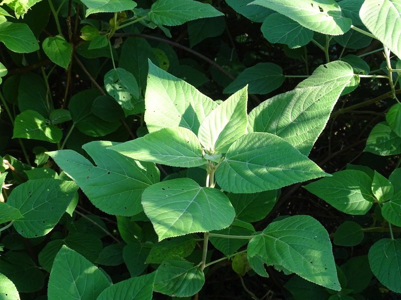 Acalypha macrostachyoides photo 3