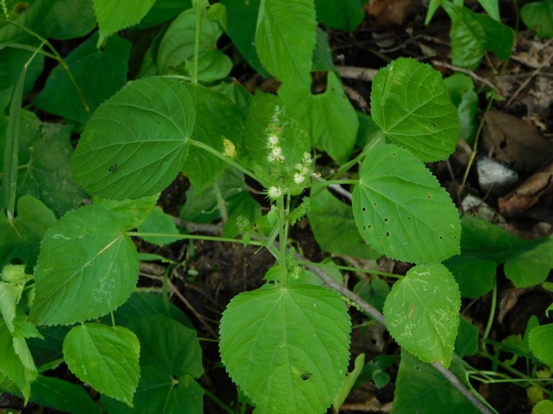 Acalypha macrostachyoides photo 5