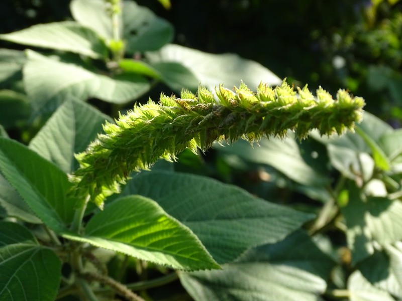 Acalypha macrostachyoides photo 7