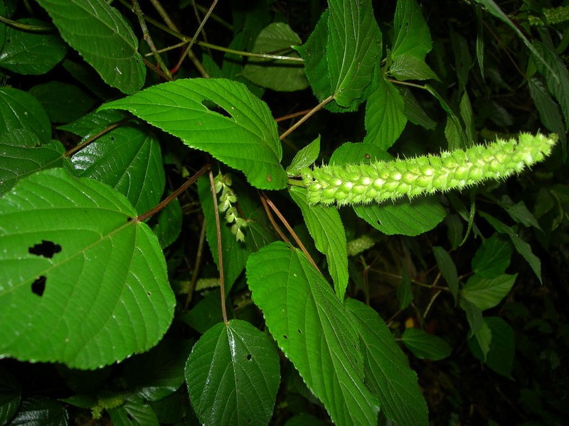 Acalypha macrostachyoides photo 8