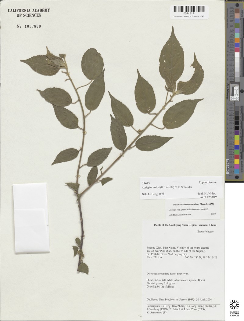 Acalypha mairei