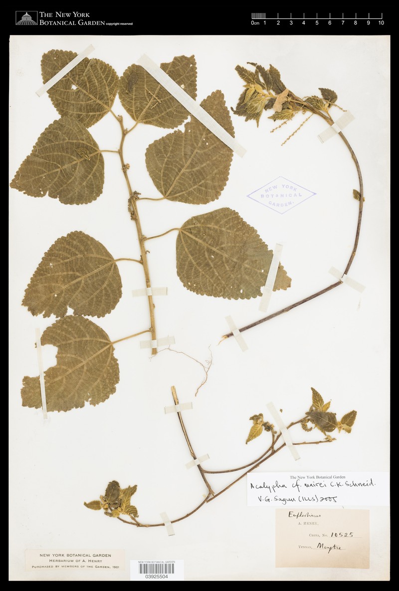 Acalypha mairei photo 2