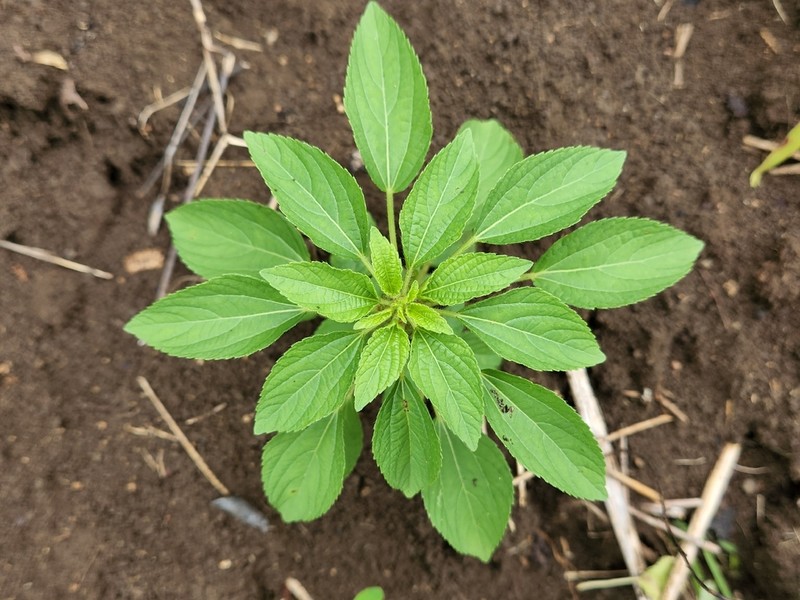 Acalypha malabarica photo 2