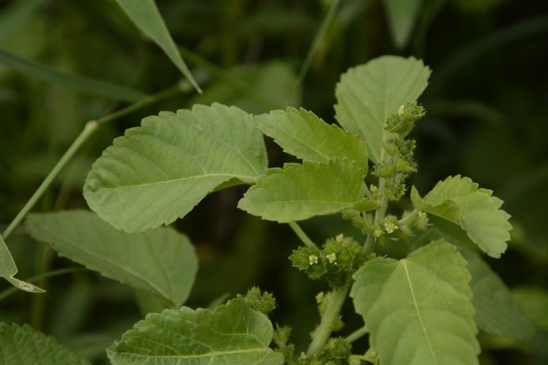 Acalypha malabarica photo 3