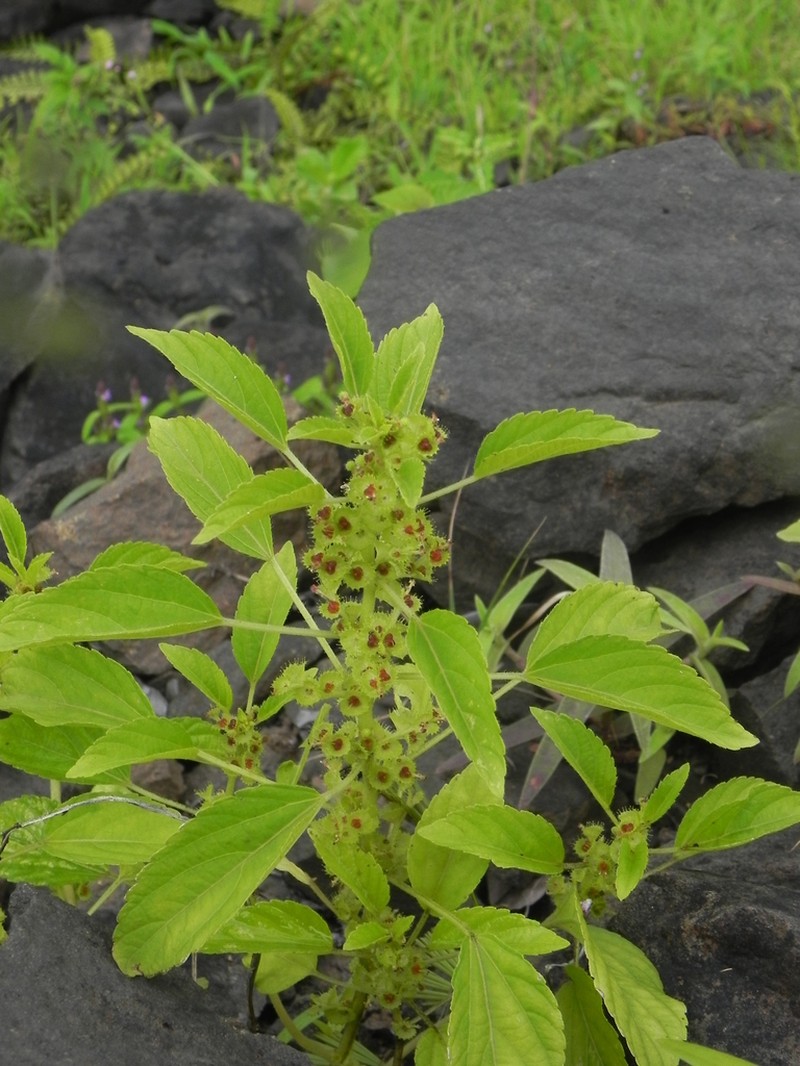 Acalypha malabarica photo 5