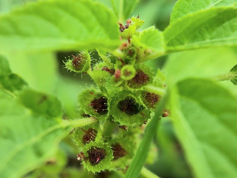 Acalypha malabarica photo 6