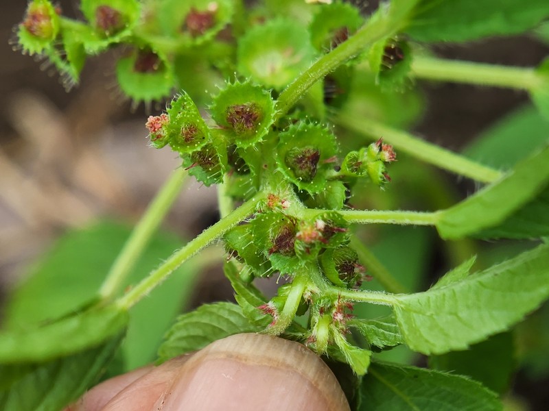 Acalypha malabarica photo 7
