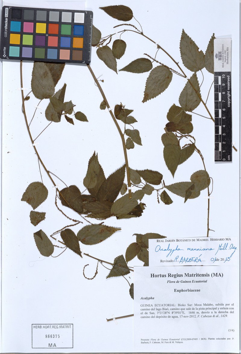 Acalypha manniana