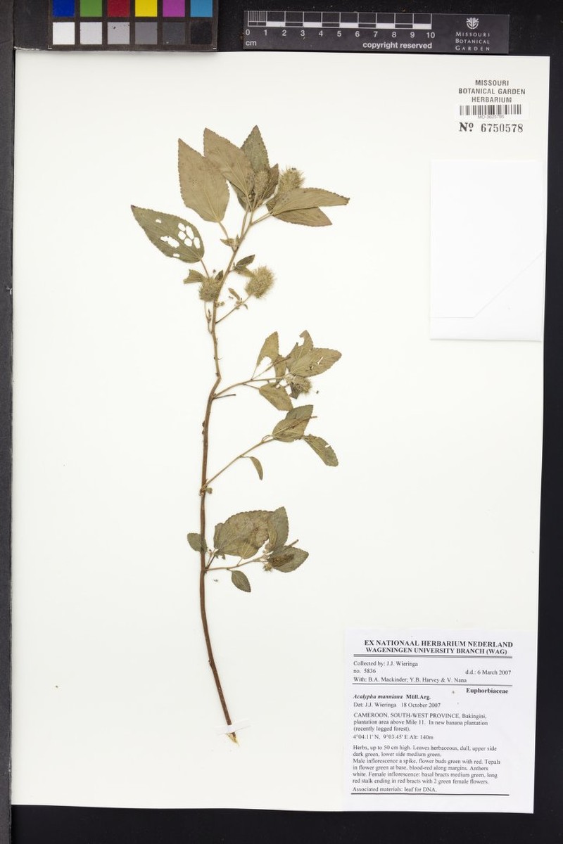 Acalypha manniana photo 2