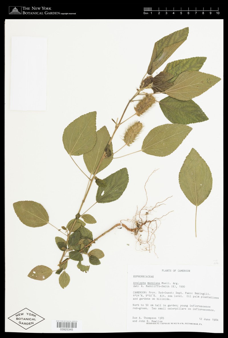 Acalypha manniana photo 3