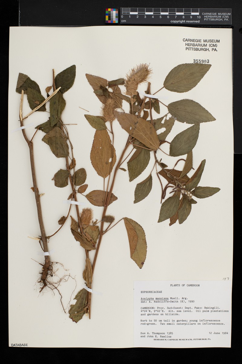 Acalypha manniana photo 4