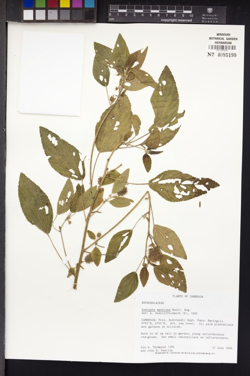 Acalypha manniana photo 5