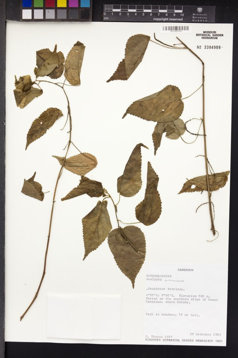 Acalypha manniana photo 6