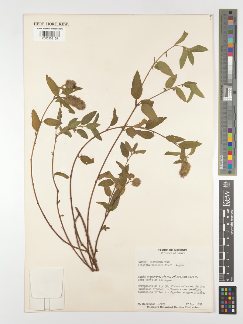 Acalypha manniana photo 7