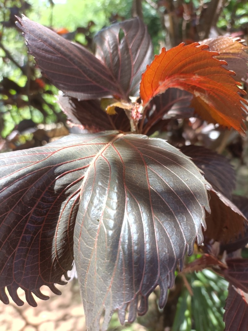 Acalypha marginata