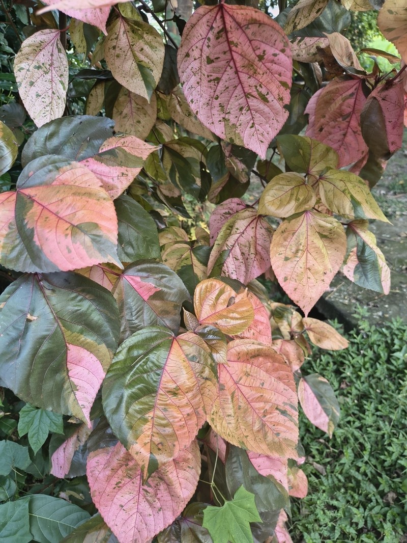 Acalypha marginata photo 2