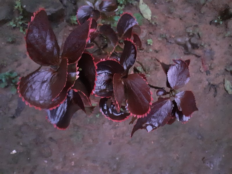 Acalypha marginata photo 3