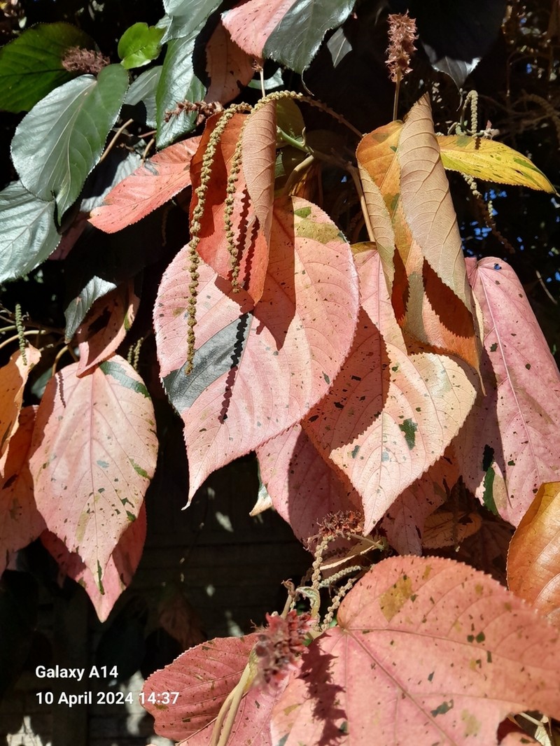 Acalypha marginata photo 4