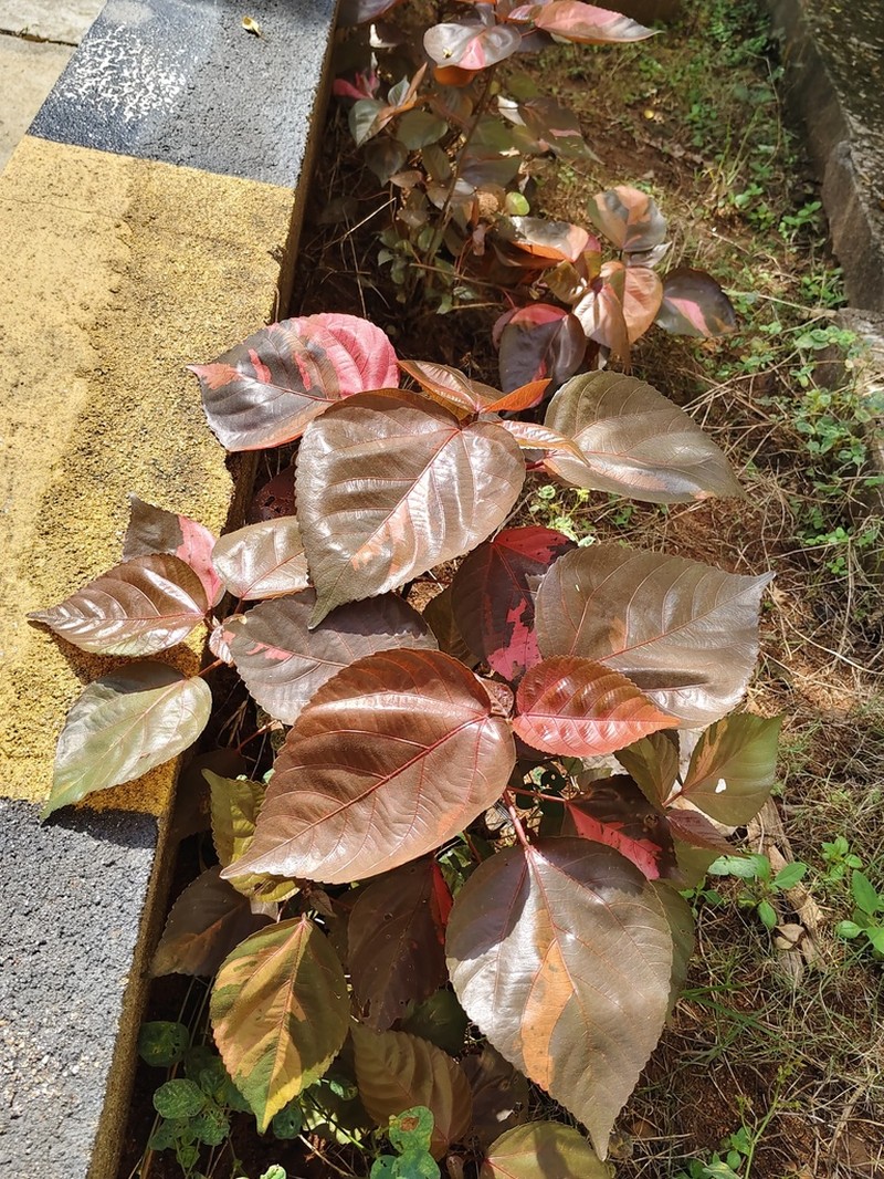 Acalypha marginata photo 5