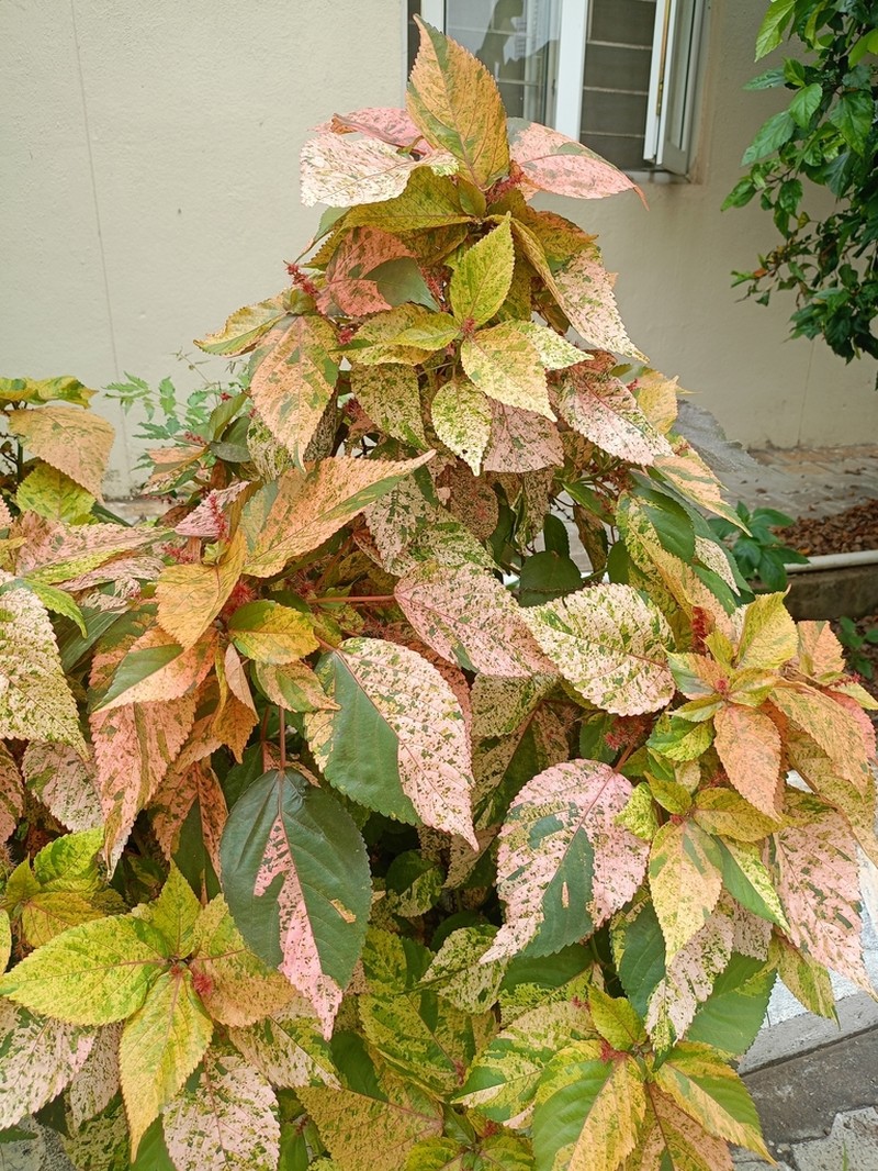 Acalypha marginata photo 6
