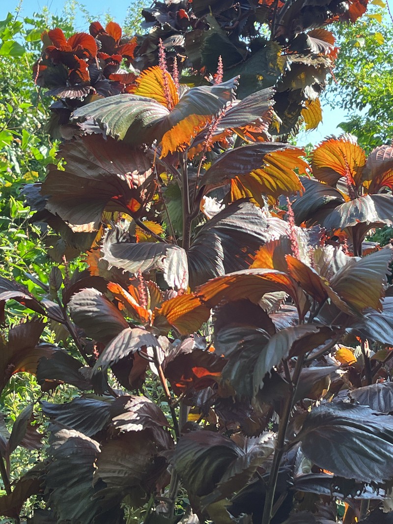 Acalypha marginata photo 7